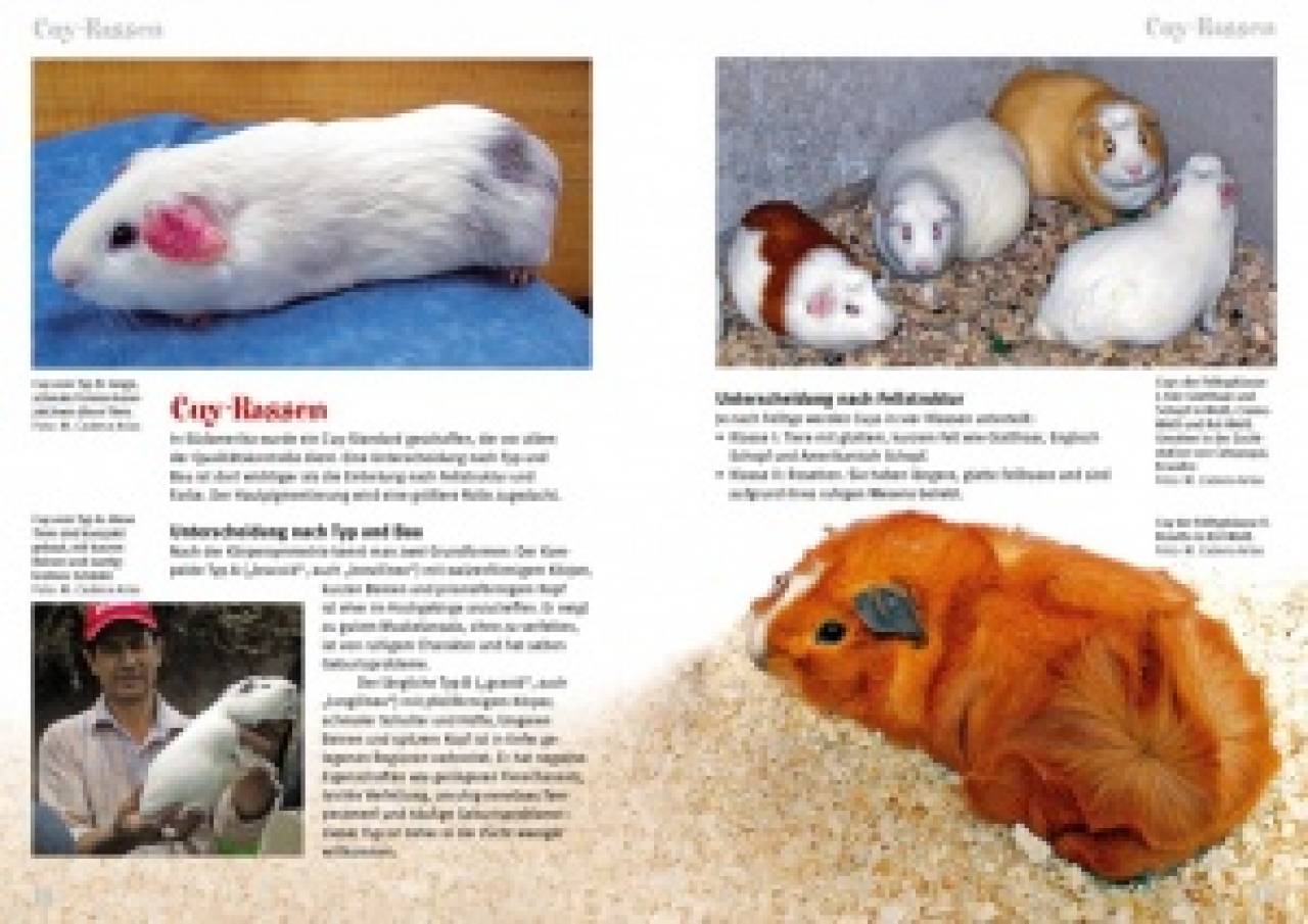 Cuys Riesenmeerschweinchen